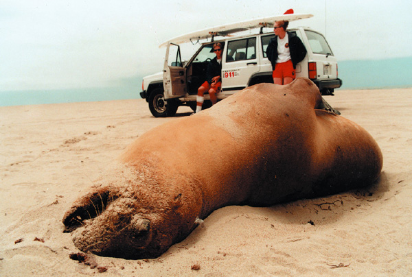 Dead sea lion California