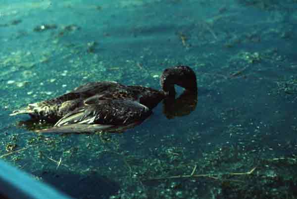 Anabaena bloom - dead duck