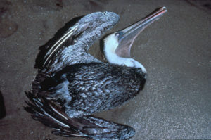 Dead pelican
