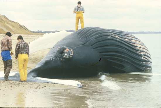 dead_whale_550_46588.jpg dead_whale_550_46588.jpg