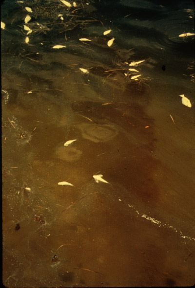 Gymnodinium breve fish kill