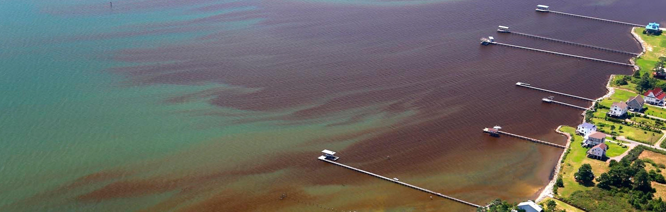 The bloom was exceptionally dense ialong the north shore of the York River between n Sarah Creek and the Perrin River. Photo by Professor Wolfgang Vogelbein.