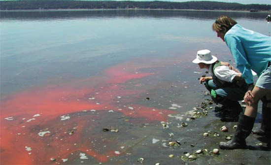 The Beach Watchers volunteer group observes a bloom of Noctiluca - a non-toxic red tide alga. This group, sponsored by Washington State University, is dedicated to protect and preserve the fragile environment of Puget Sound through research, education, public awareness, and example. (M. Adams)