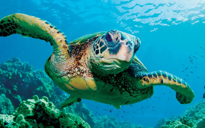 Turtles – Harmful Algal Blooms