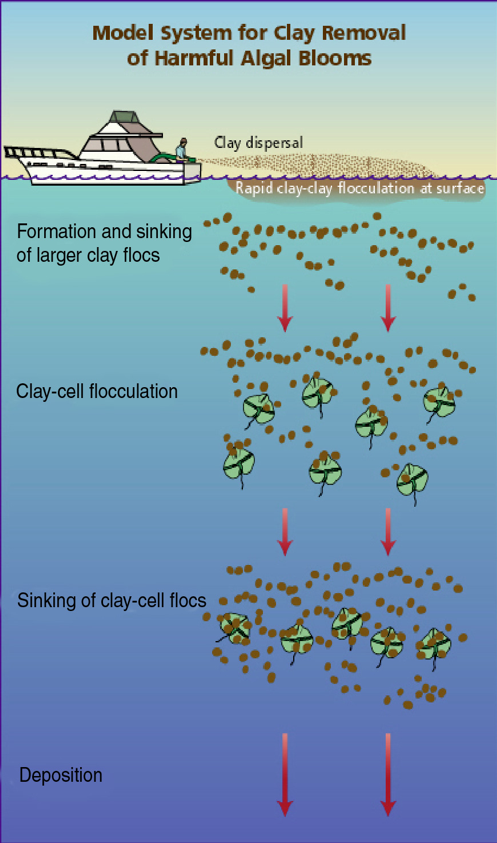 Schematic of the process of clay flocculation and removal of HAB cells as an approach to bloom control and suppression. FAQs regarding the use of clay dispersal for bloom suppression and remediation can be found <a href="https://www2.whoi.edu/site/andersonlab/current-projects/florida-clay-mitigation/">HERE</a>