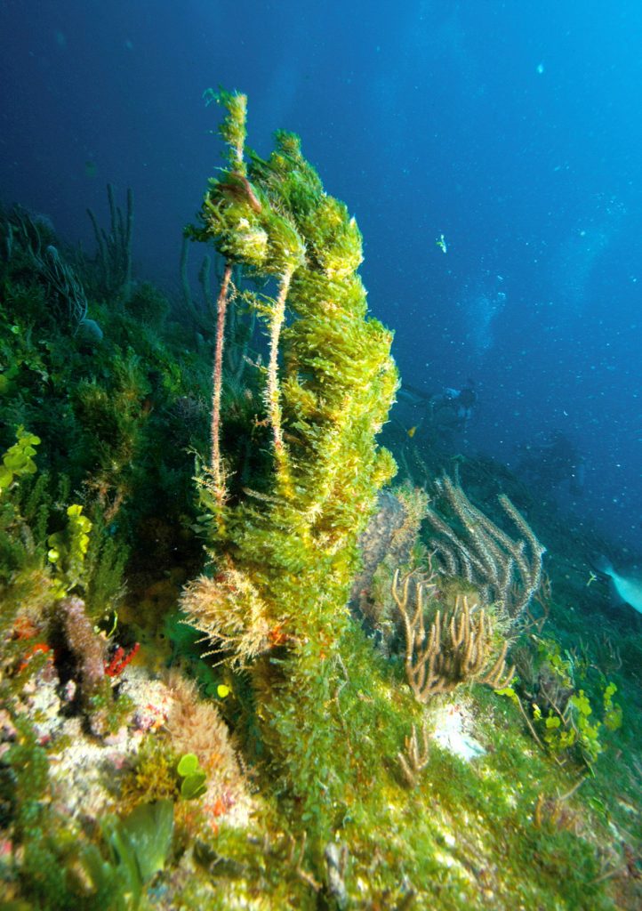 Expansive blooms of several <i>Caulerpa</i> spp. occurred off the Florida coast in 1997 and 2001