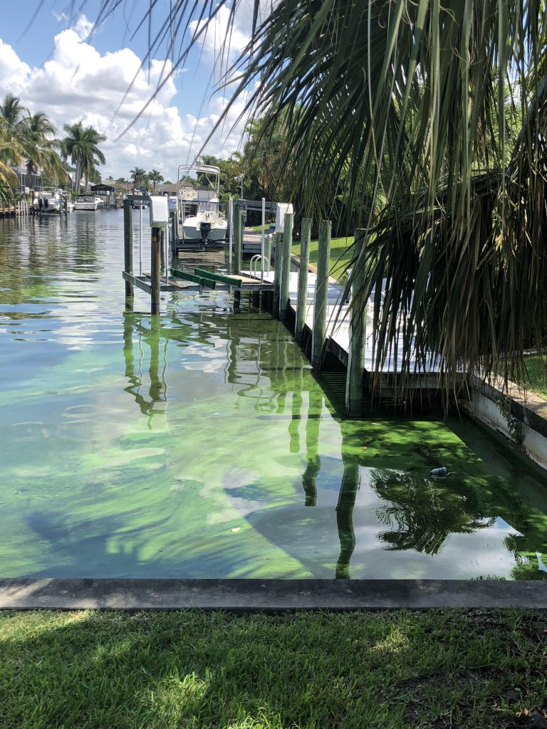 Residential canal in Cape Coral, FL, with blooms of the microcystin-producing blue-green algal <em>Microcystis</em>. Credit: M. Parsons.