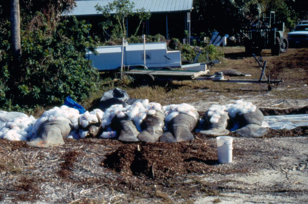 Dead manatees on Sanibel Island, Florida, 1996. (Fish and Wildlife Research Institute (FWRI), Florida Fish and Wildlife Conservation Commission (FWC))