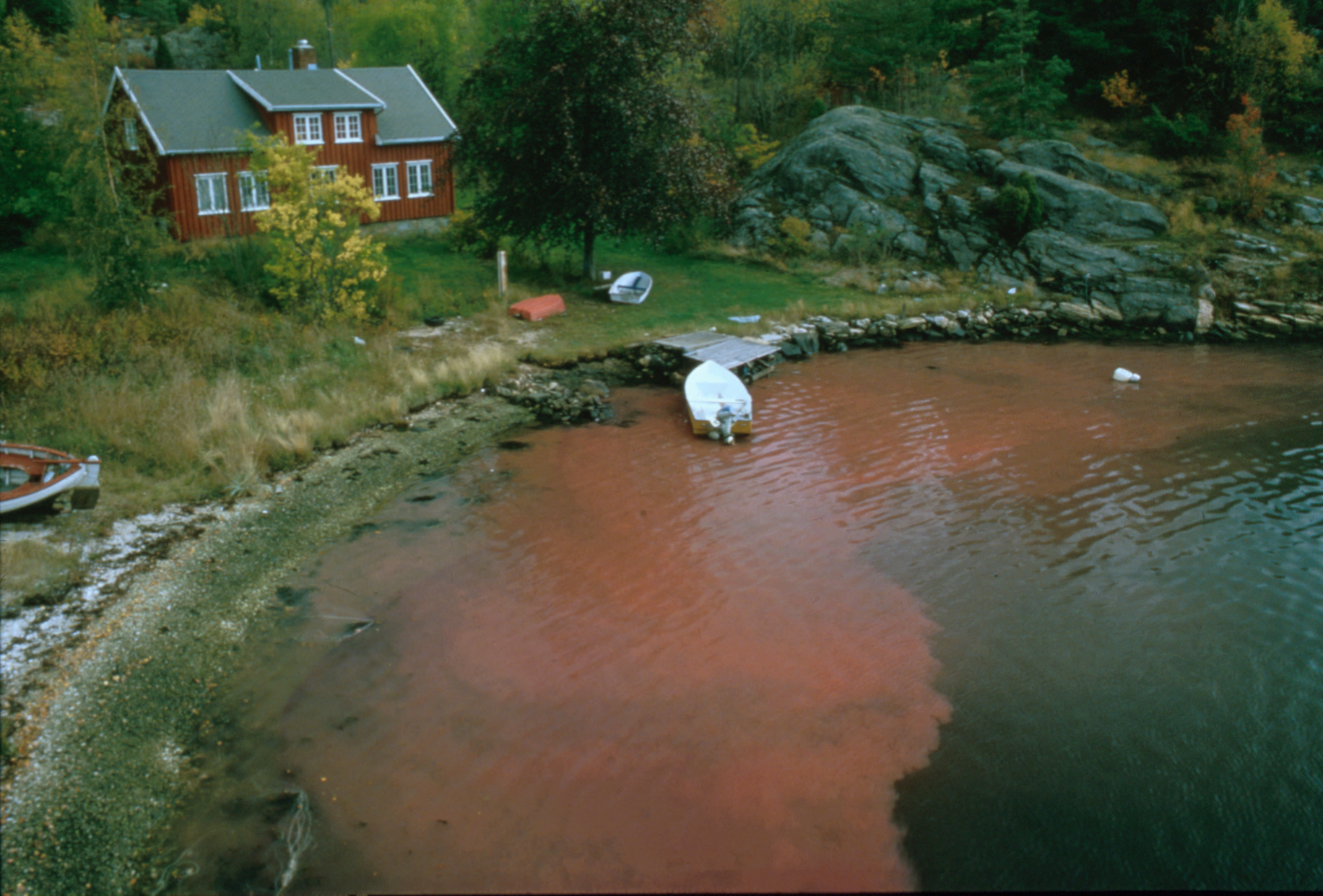 <i> Dinophysis </i> bloom in Norway (E. Dahl)