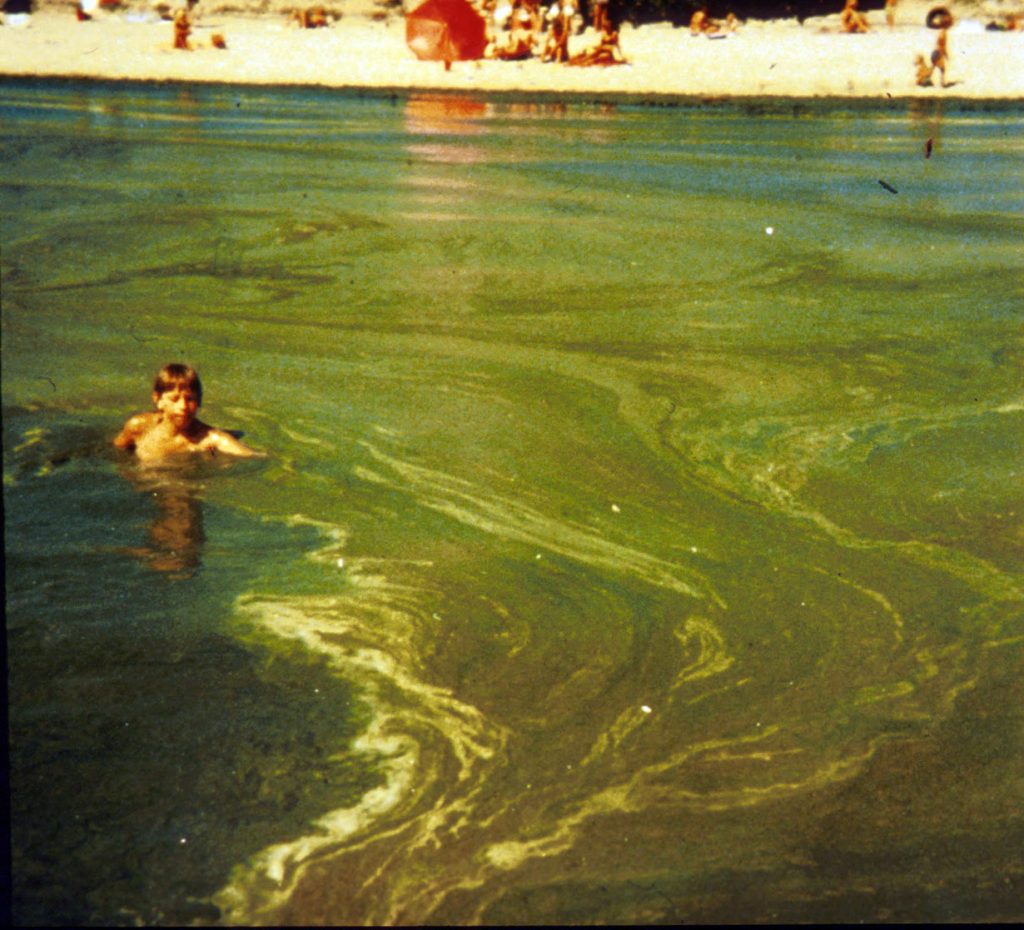 Some algal blooms are non-toxic but aesthetically unpleasant or noxious. (Photo credit unknown)