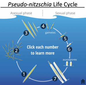 The <i>Pseudo-nitzschia</i> life cycle includes both sexual and asexual phases. Click on the image to learn more.