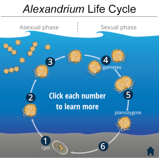 <i>Alexandrium</i> dinoflagellates have a multi-phasic life cycle that plays a significant role in their bloom dynamics and impacts. Please click on the above figure to access an interactive graphic of the <i>Alexandrium</i> life cycle.