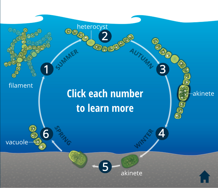 <i>Microcystis</i> reproduce via cellular fission.  Click on the image to learn more.