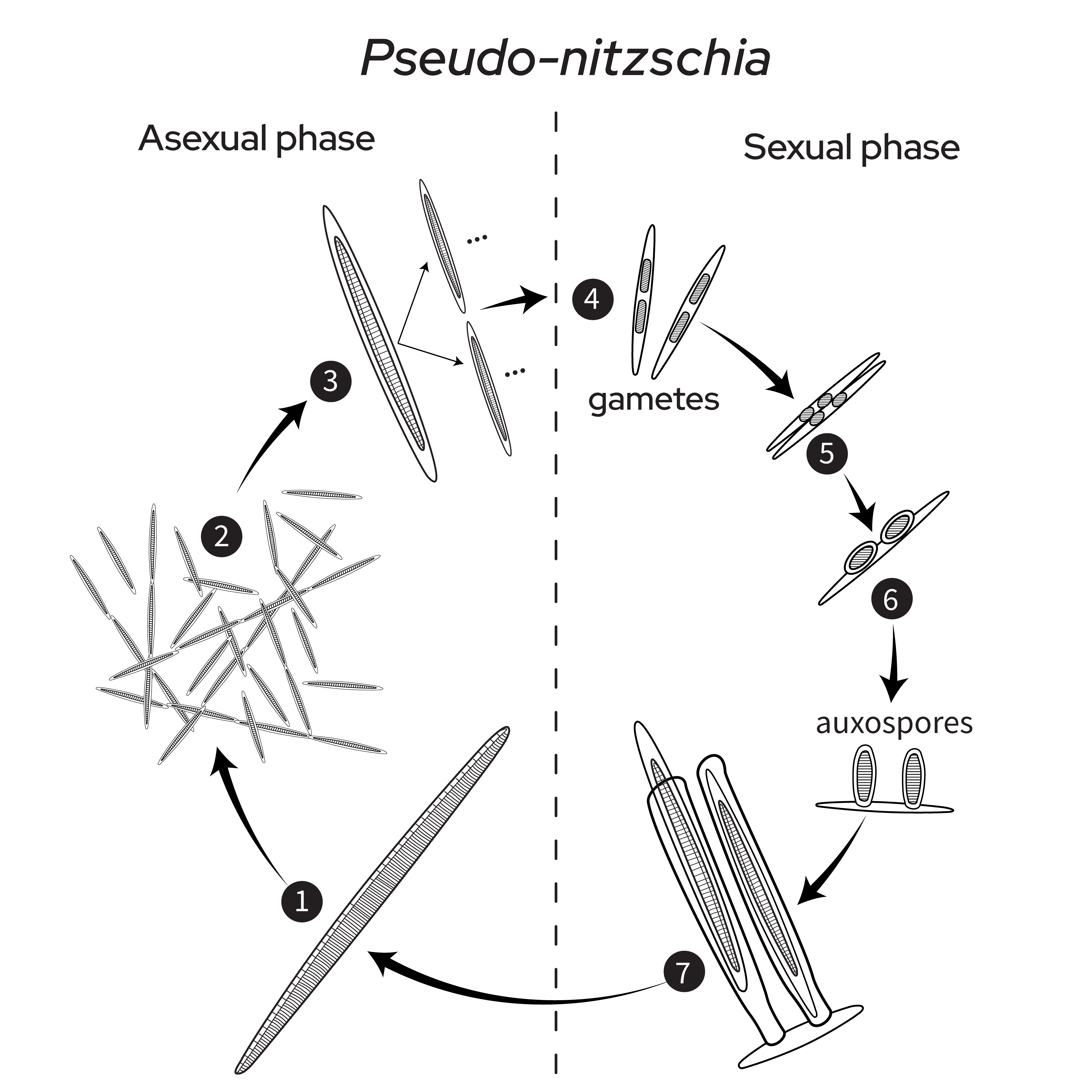 Fig 3-Rev