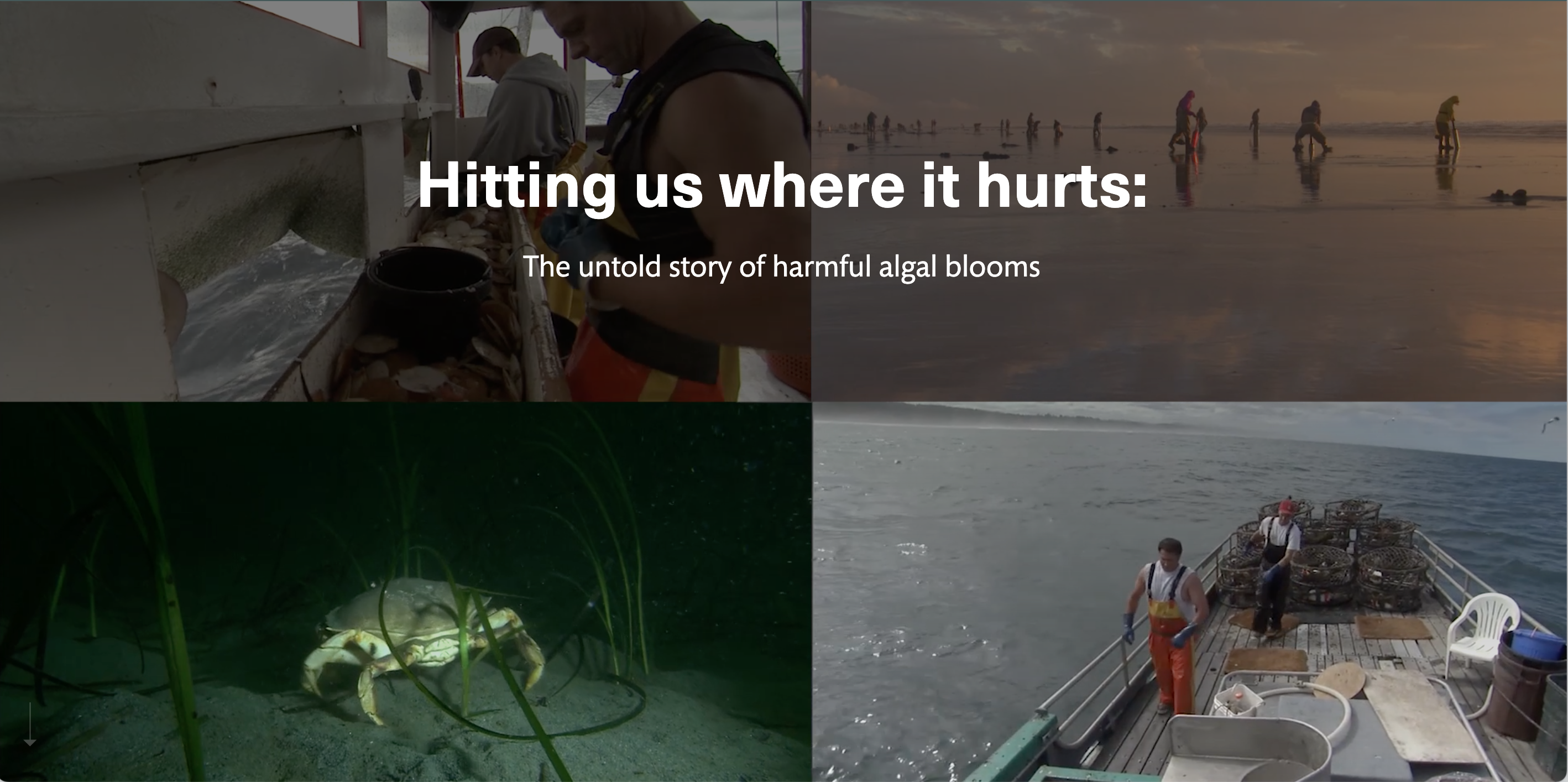 NOAA has developed an interactive story map "<a href="https://arcg.is/1LembS">Hitting us where it hurts: The untold story of harmful algal blooms</a>" that documents the economic and social impacts of harmful algal blooms. It is based on a compilation of data from almost 40 events, but even so, our understanding and quantification of socioeconomic impacts of HABs remains incomplete.
