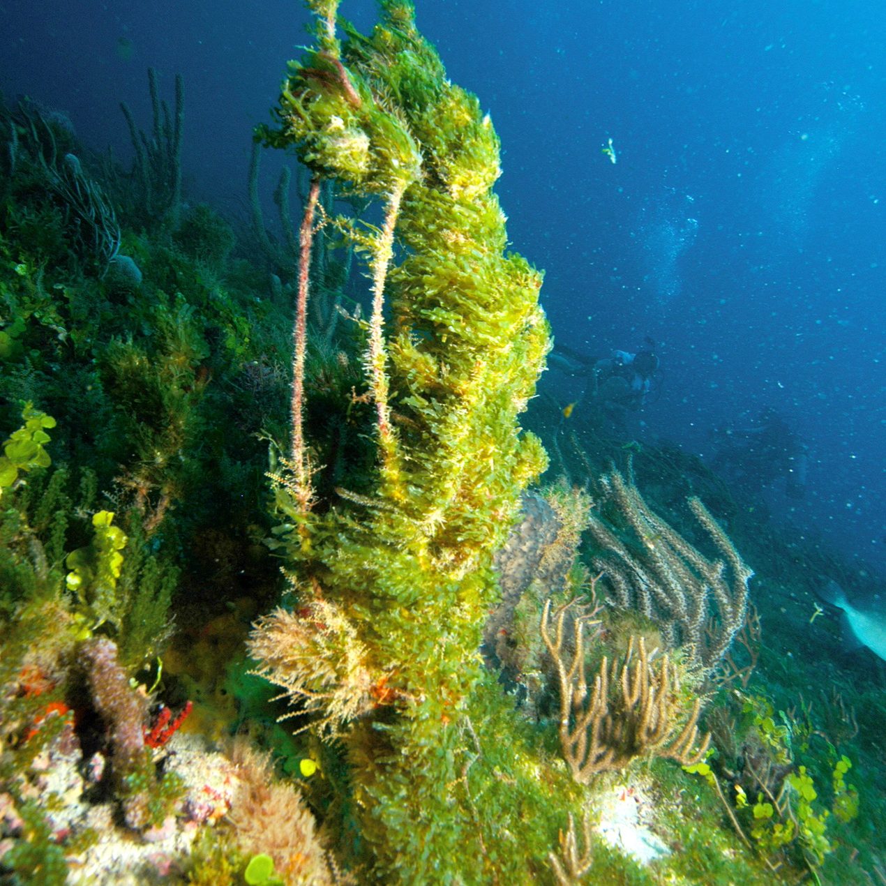 Expansive blooms of several <i>Caulerpa</i> spp. occurred off the Florida coast in 1997 and 2001