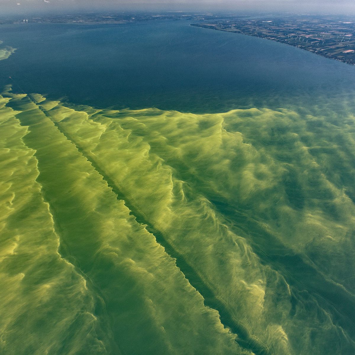 Cyanobacteria bloom in Lake Erie.  Photo courtesy of Tim Davis.