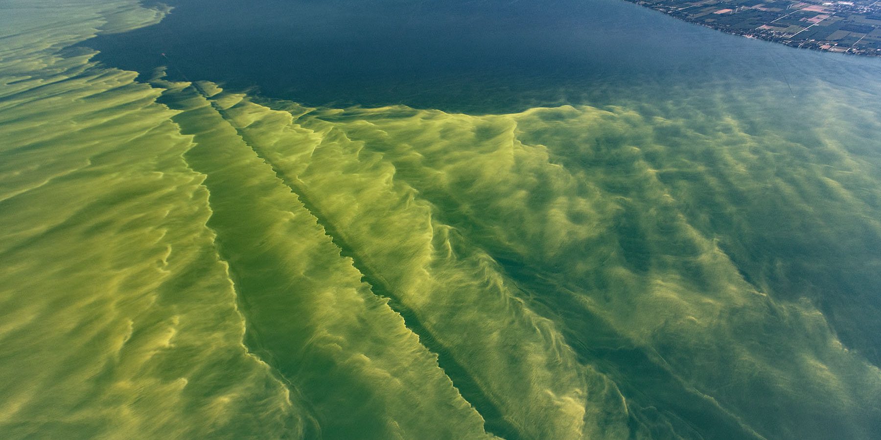 <i>Microcystis bloom in Lake Erie (NOAA GLERL).