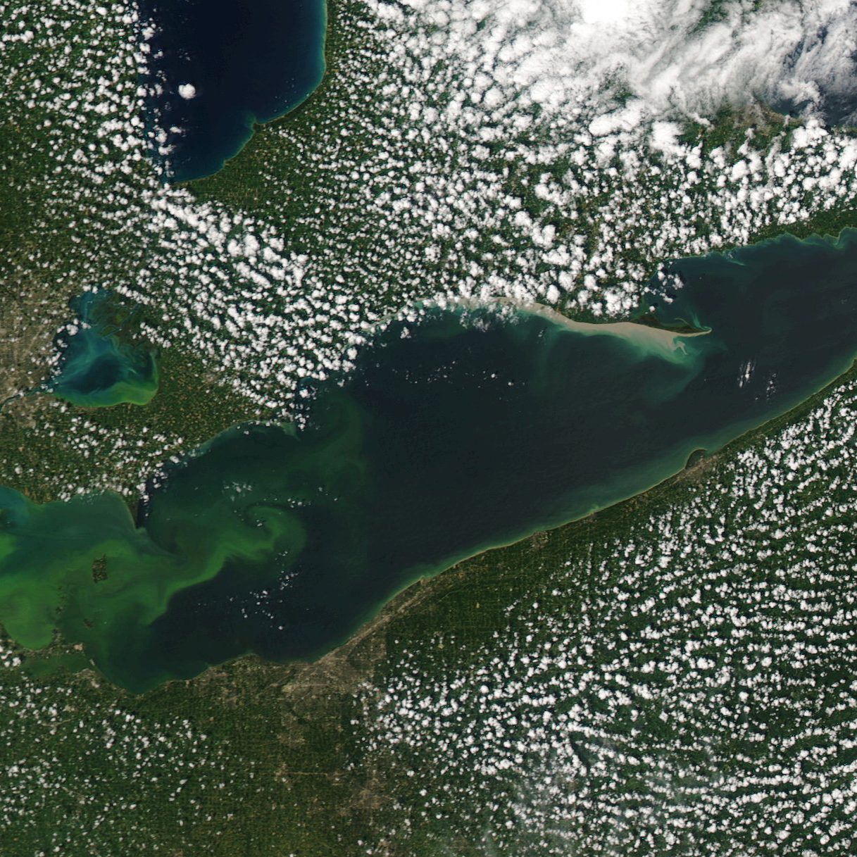 MODIS (aqua) satellite image of Lake Erie harmful algal bloom, August 21, 2015. Credit: NOAA Great Lakes CoastWatch