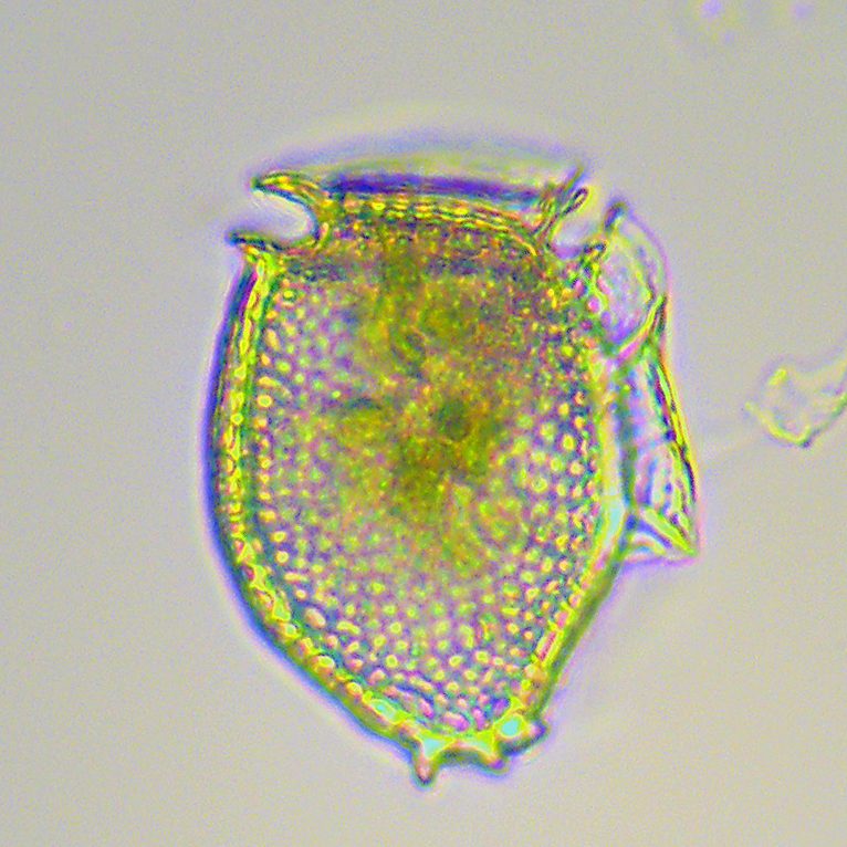 <i> Dinophysis norvegica </i>, C. Heil