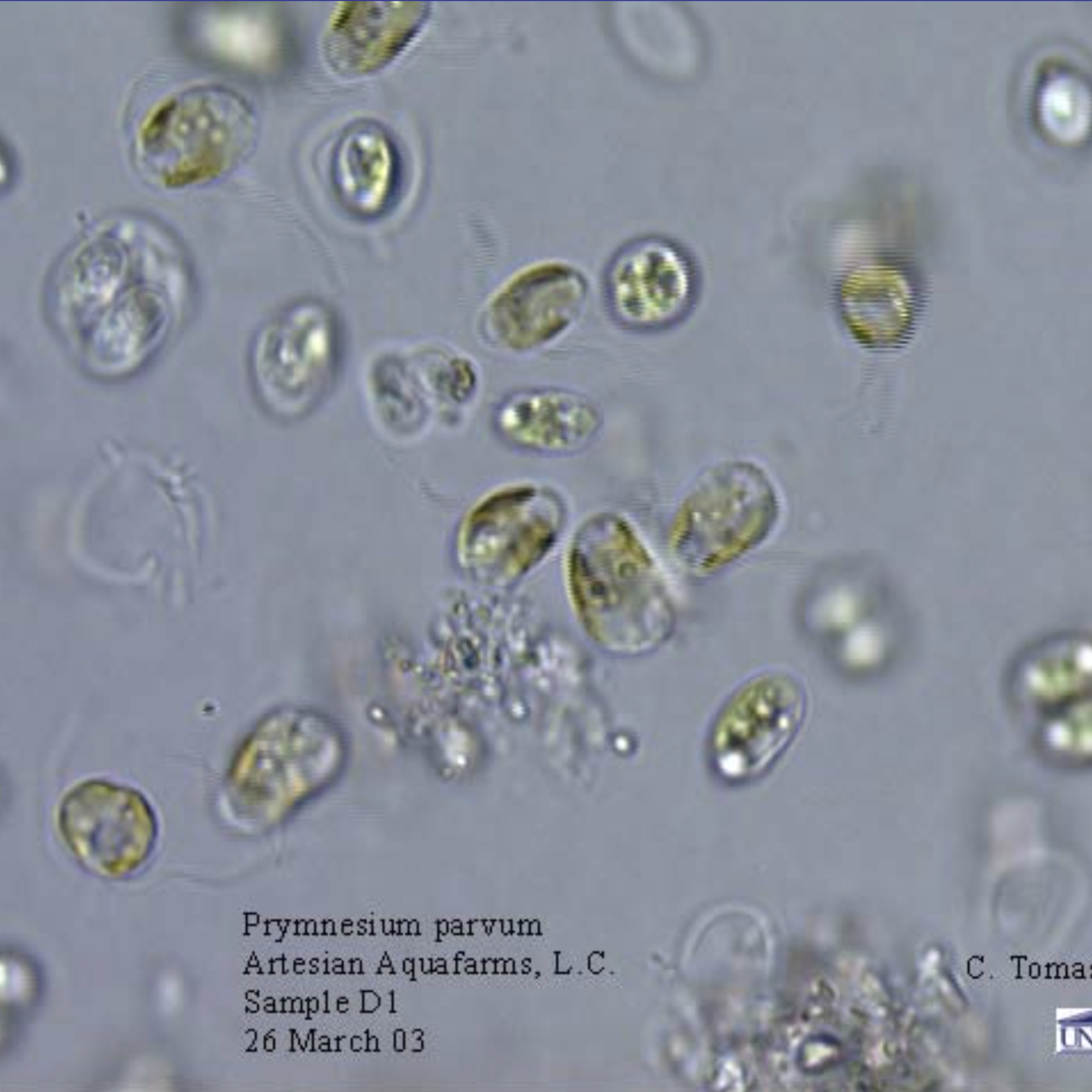 <i> Prymnesium  parvum </i> cells,  Texas Parks and Wildlife Department